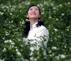 茉莉花钢琴谱 送来春日茉莉香，唤醒清晨